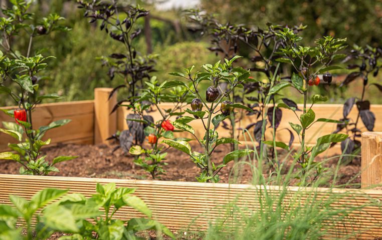 The Comprehensive Guide to Raised Bed Gardening