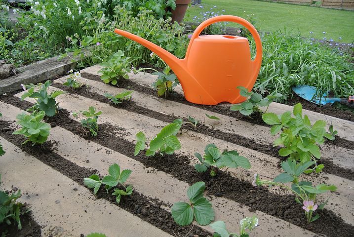 The Comprehensive Guide to Raised Bed Gardening
