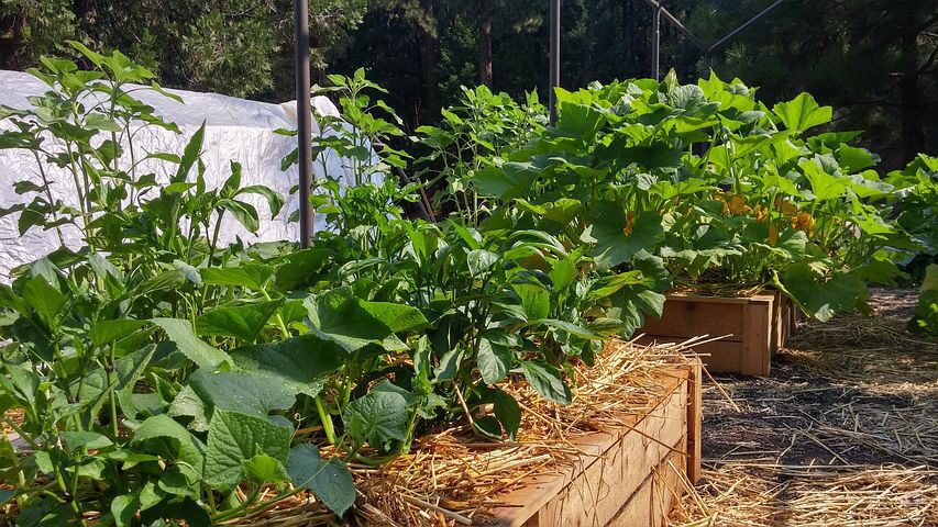 The Comprehensive Guide to Raised Bed Gardening