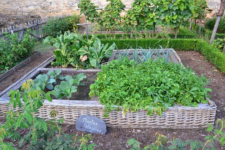 The Comprehensive Guide to Raised Bed Gardening