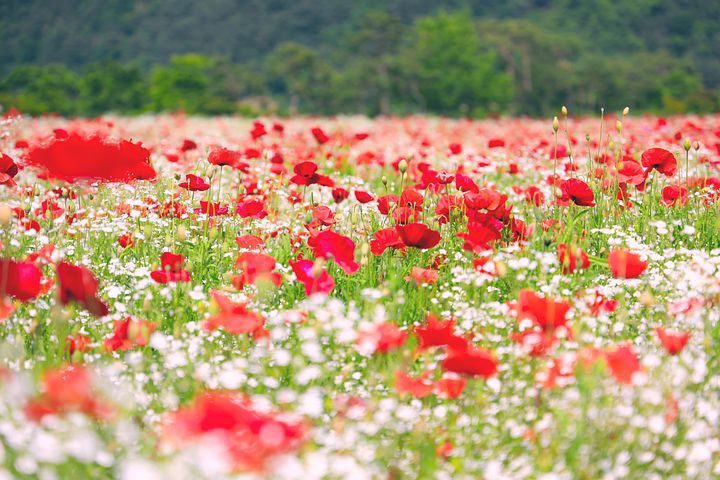img 5113 Wildflower Cottage Garden Design