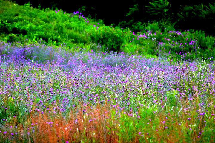 img 5115 Wildflower Cottage Garden Design