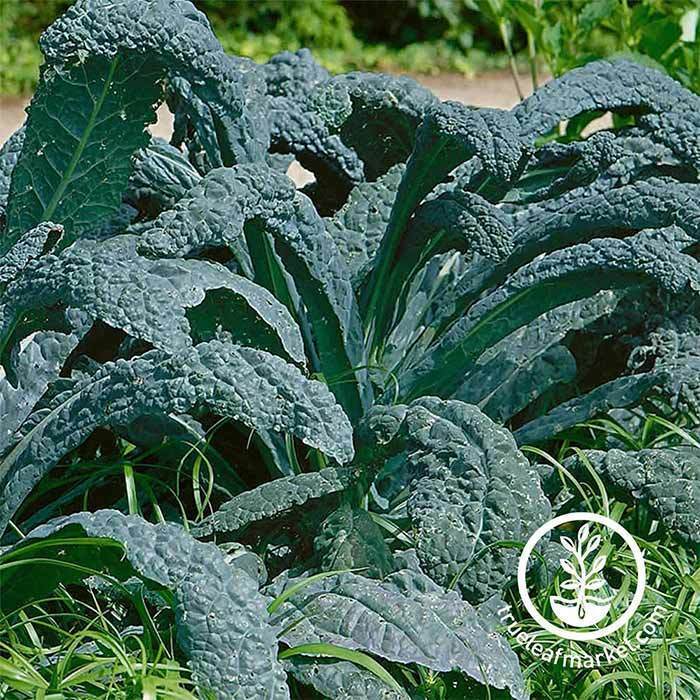 kale lacinato seed 30 Unique Heirloom Vegetables for your Food Garden