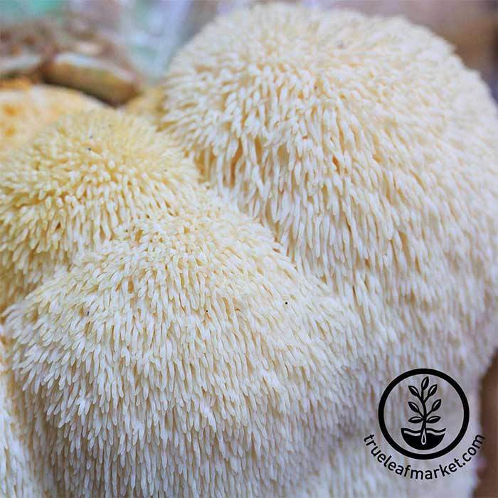lions mane mushroom plug spawn 30 Unique Heirloom Vegetables for your Food Garden