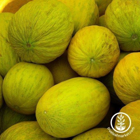 melon amarillo oro wm 30 Unique Heirloom Vegetables for your Food Garden