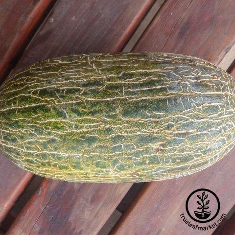 melon piel de sapo 1 wm 30 Unique Heirloom Vegetables for your Food Garden