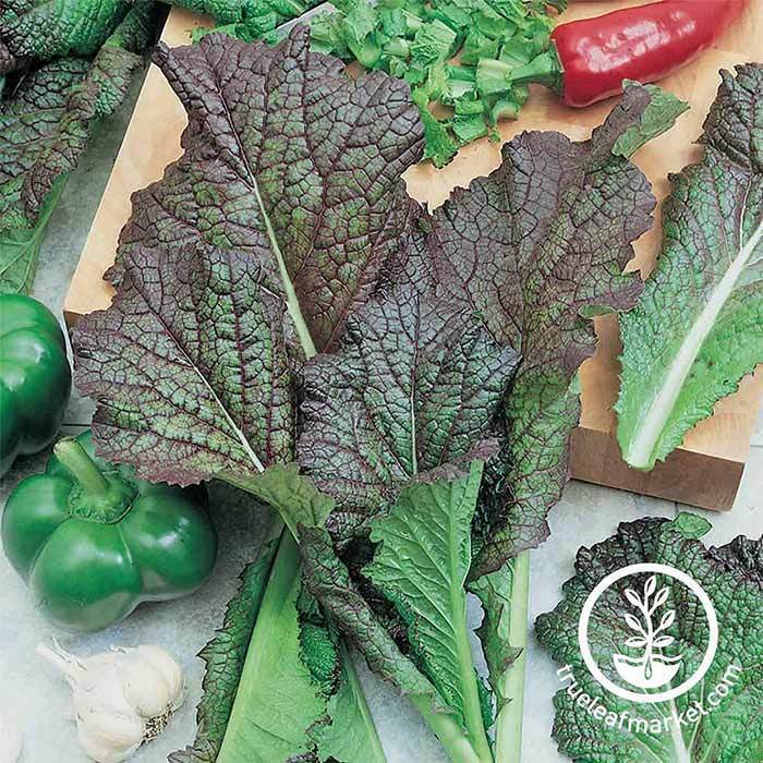 mustard red giant seed 30 Unique Heirloom Vegetables for your Food Garden