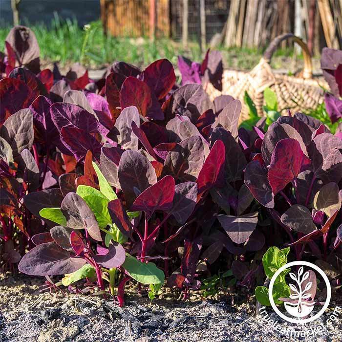 orach purple seed 30 Unique Heirloom Vegetables for your Food Garden