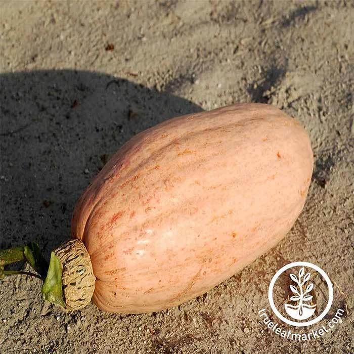 pink banana jumbo winter squash seed 30 Unique Heirloom Vegetables for your Food Garden