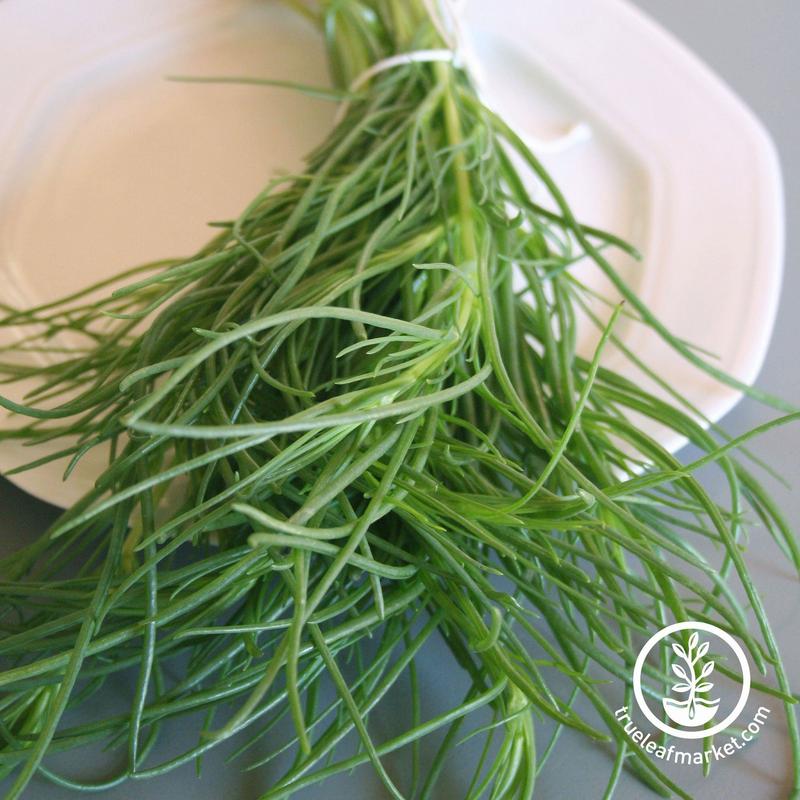 saltwort 30 Unique Heirloom Vegetables for your Food Garden