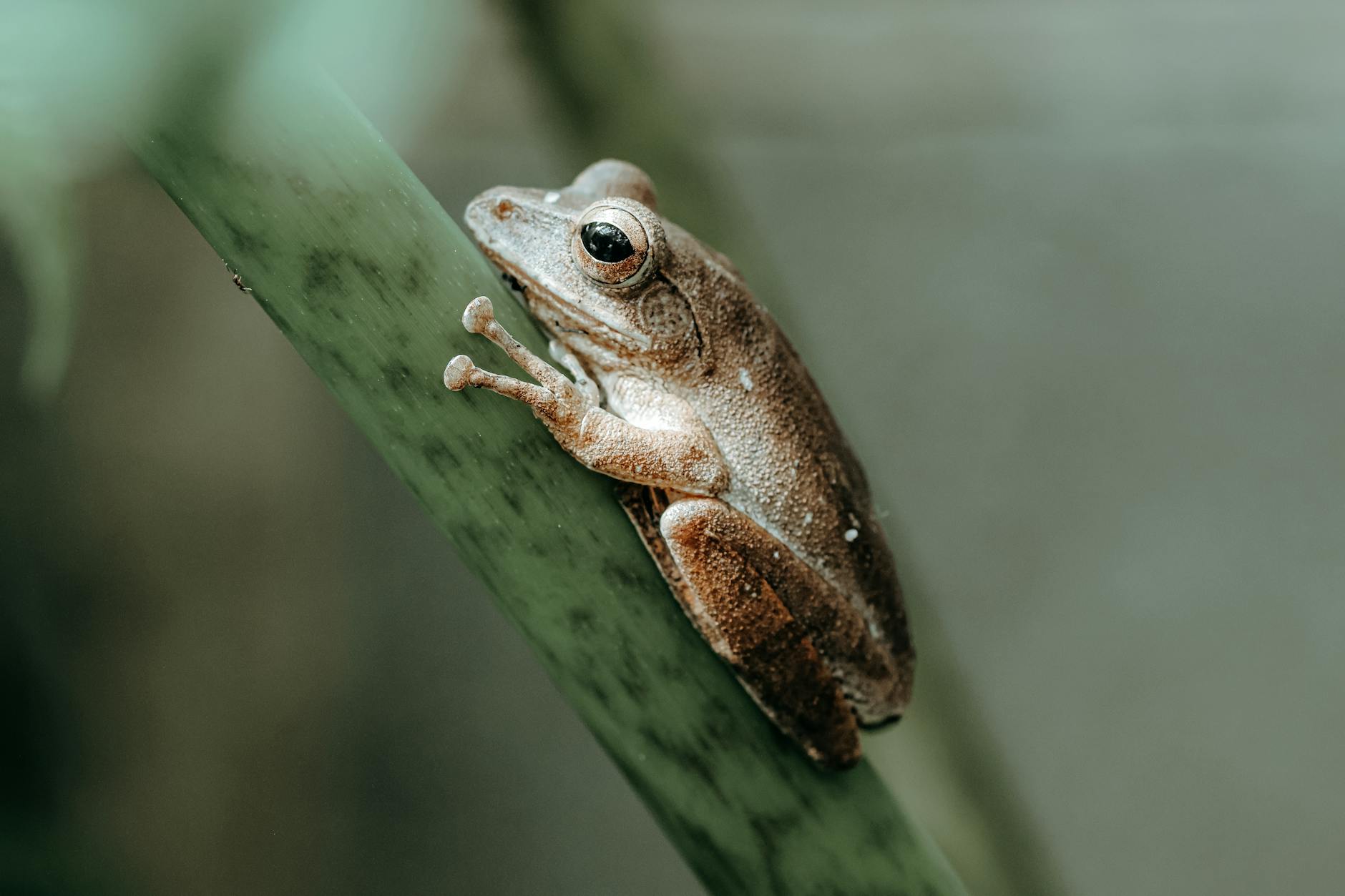 close up of a frog on a leaf in natural habitat Gardening in the Fall: 30 Projects and Tasks