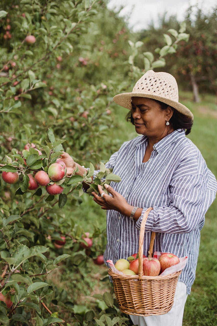 smiling woman harvesting ripe apples in green garden Gardening in the Fall: 30 Projects and Tasks