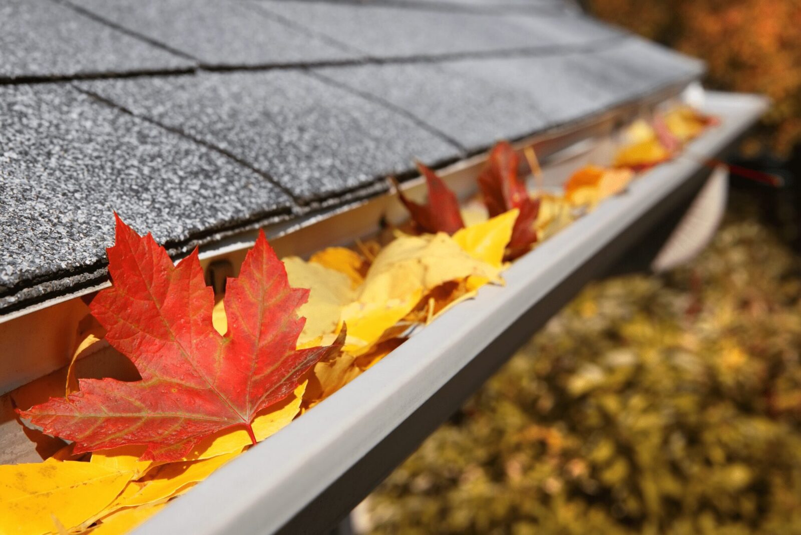 free peintable 1 Gardening in the Fall: 30 Projects and Tasks