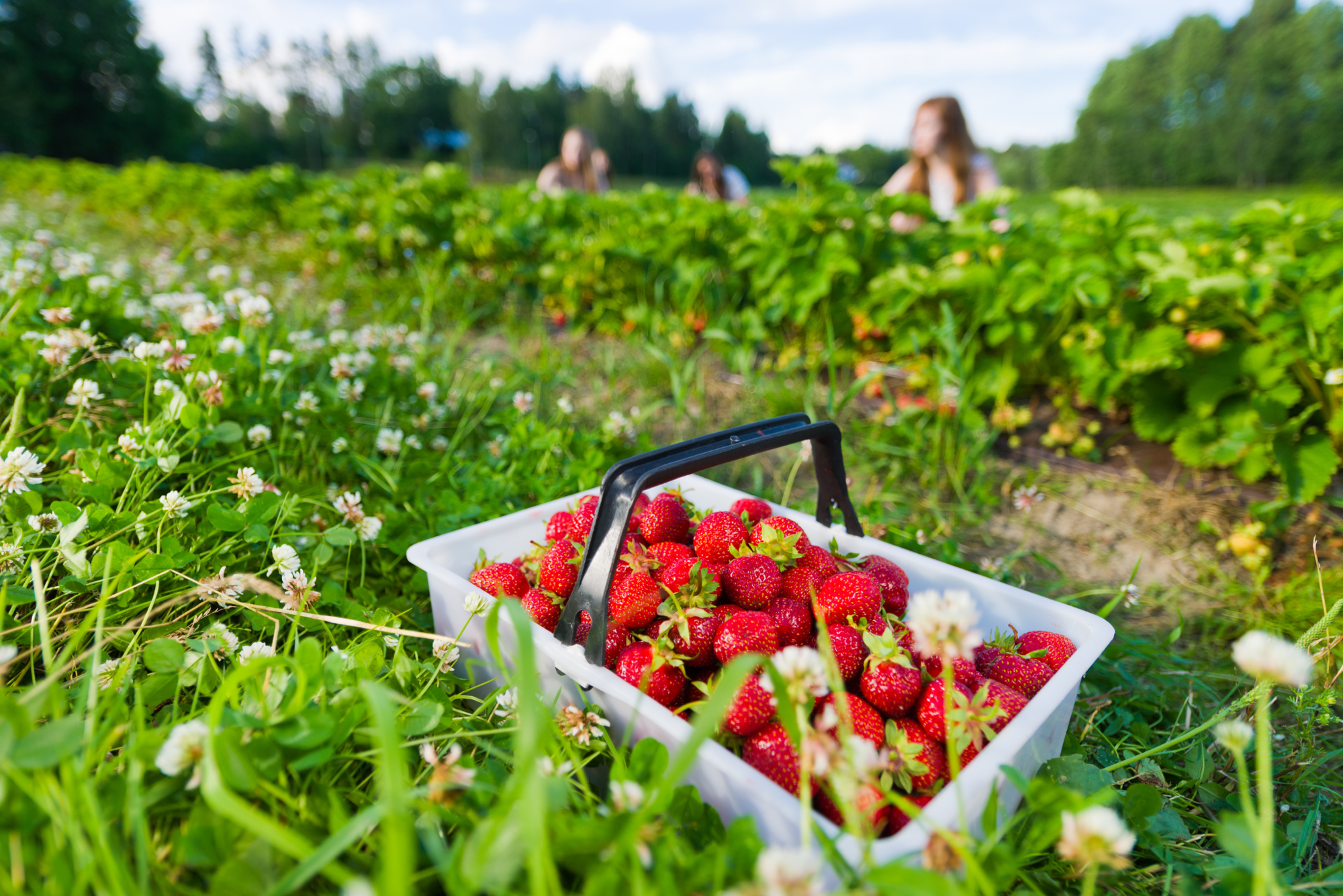 U pick berry farm 75+ Side Hustles for Farmers to Boost Income