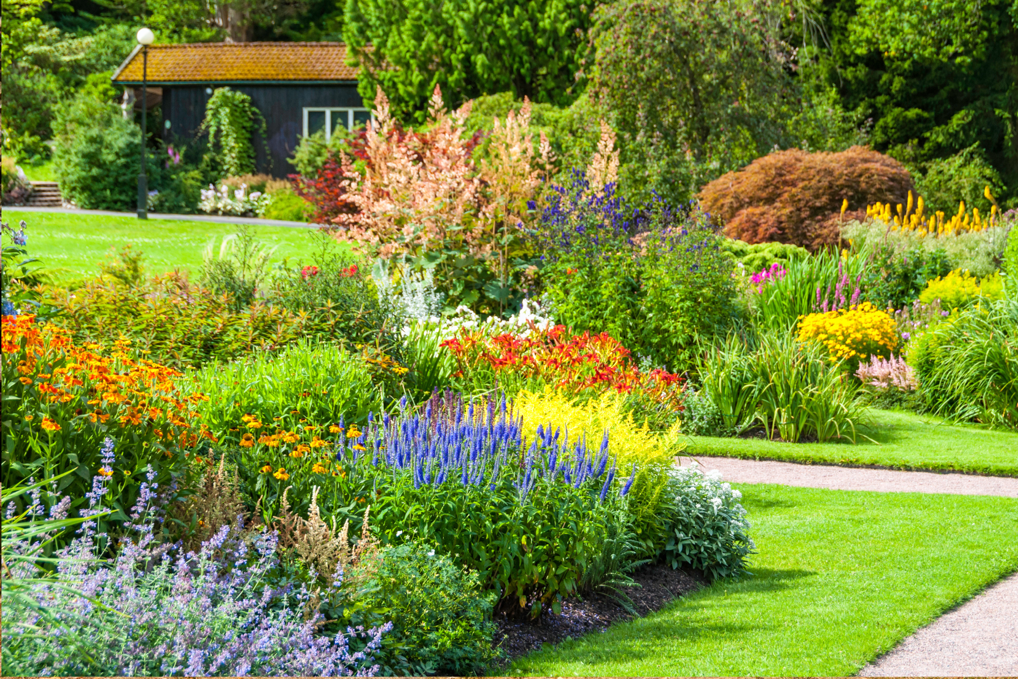 untitled design 13 1 Top 20 Flowers for a Cottage Garden