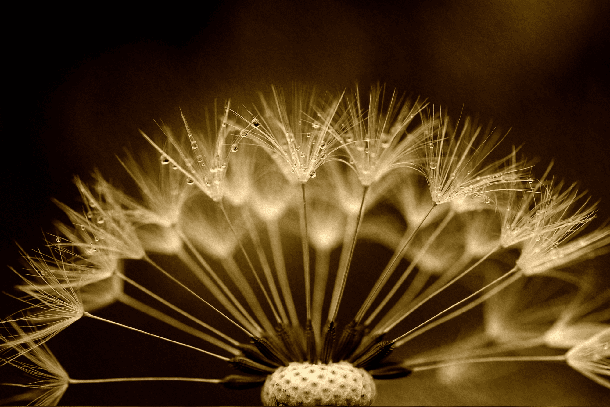 untitled design 15 1 The Secret World of Seeds: Ancient Knowledge