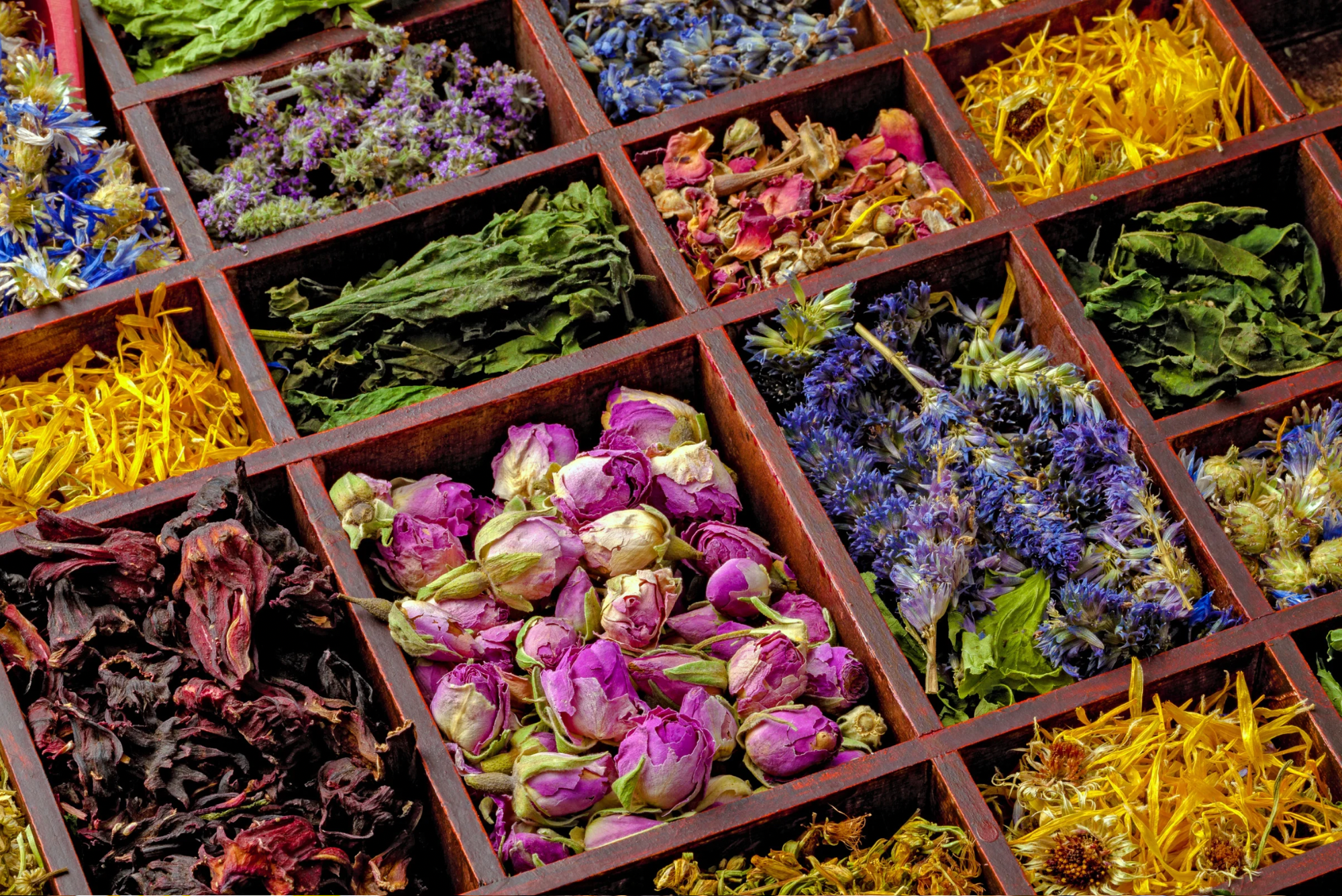 untitled design 2 1 How to Grow a Medicinal Tea Garden (Plus over 40 Plants!)