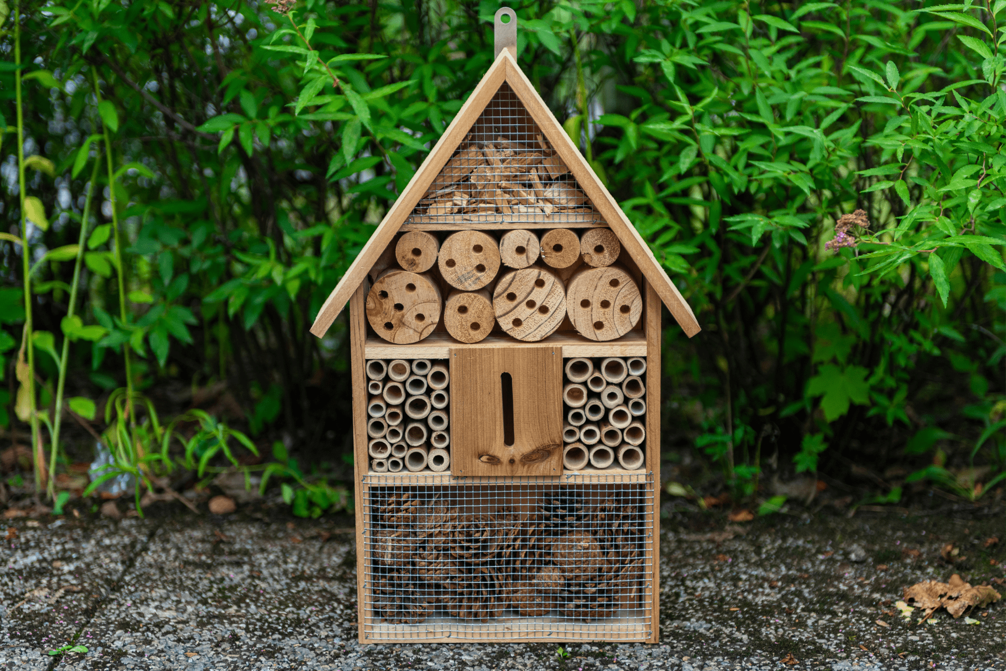 untitled design 28 1 The Gardener’s Guide to Pest Insects