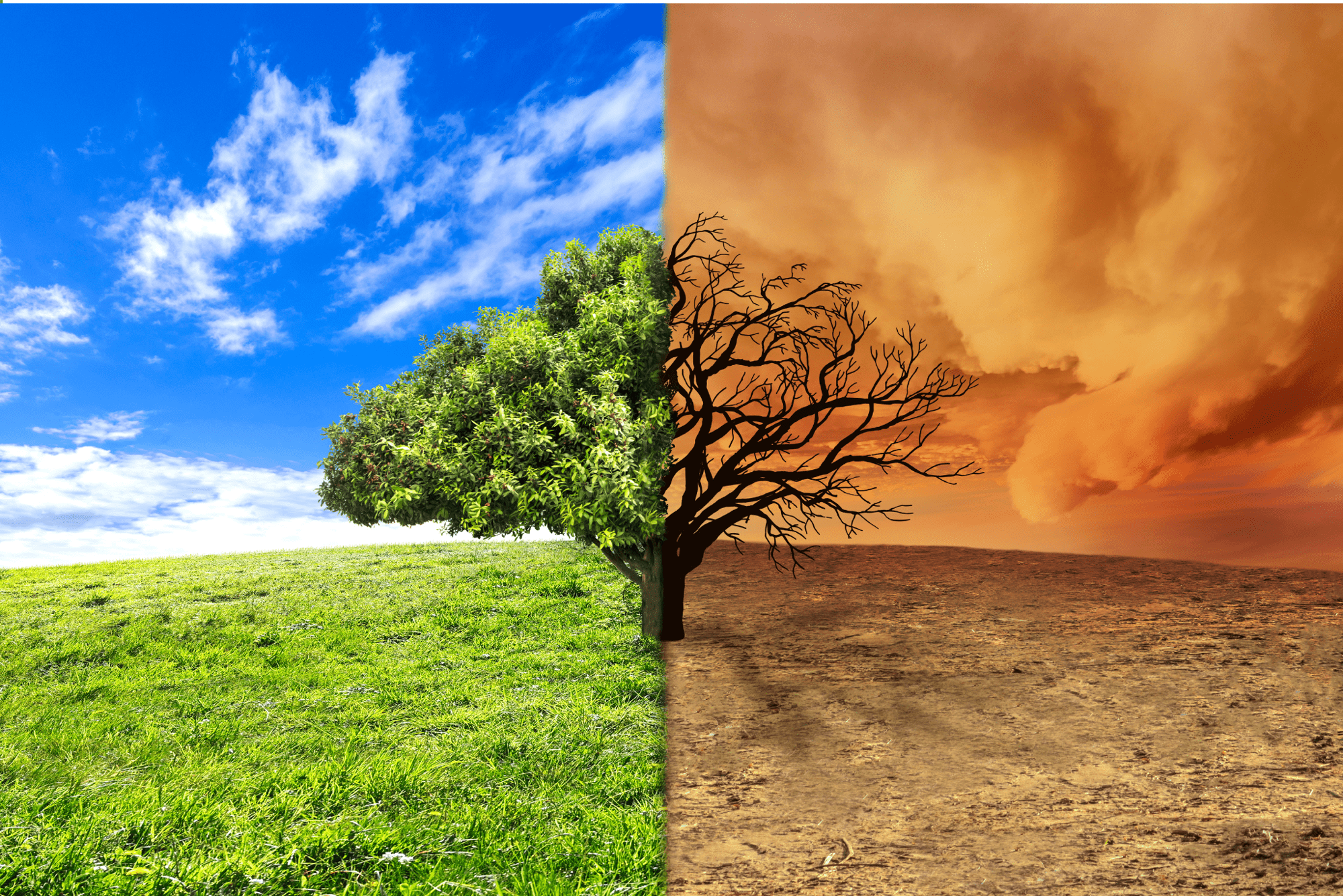 untitled design 31 1 The Bare Soil Dilemma