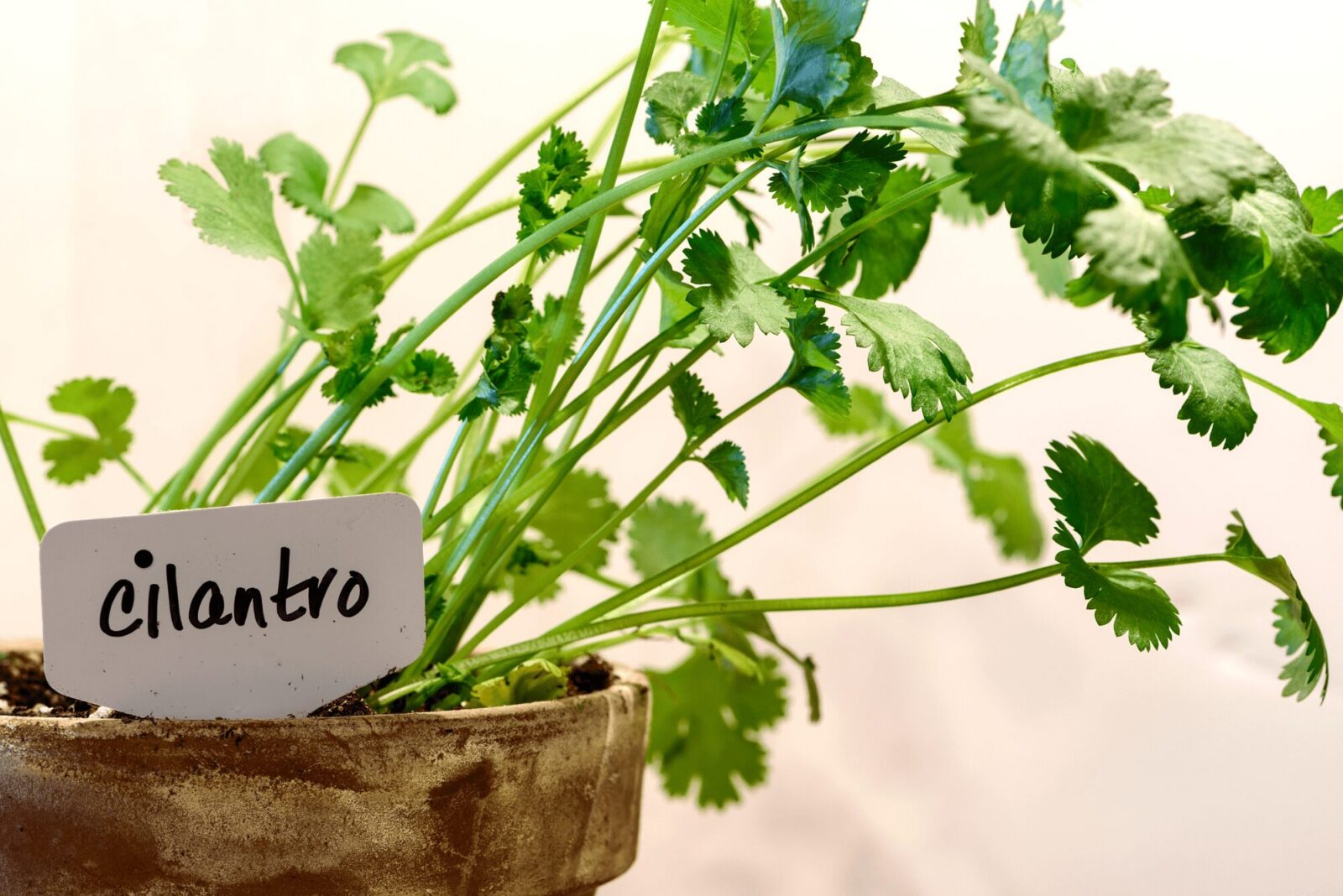 How to Harvest, Dry and Cure Cilantro
