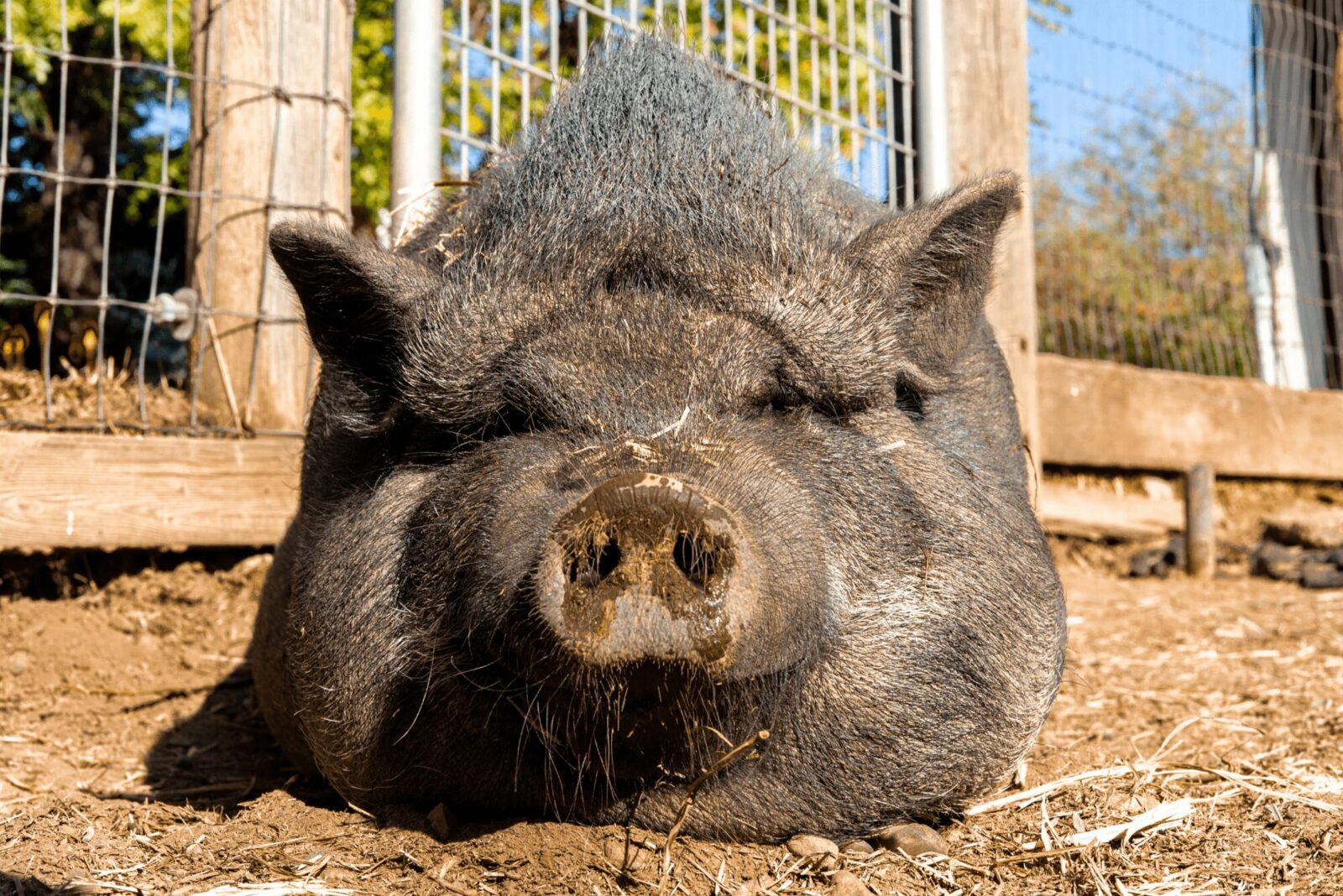 untitled design 38 1 The Benefits, Myths and Downside of Keeping Pigs