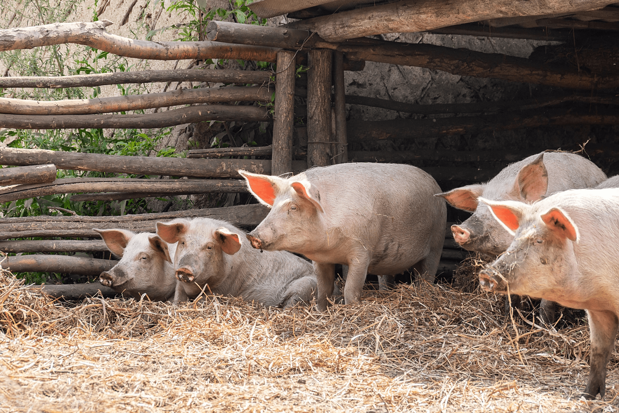 untitled design 41 1 Raising Pigs: Housing, Fencing and Supplies