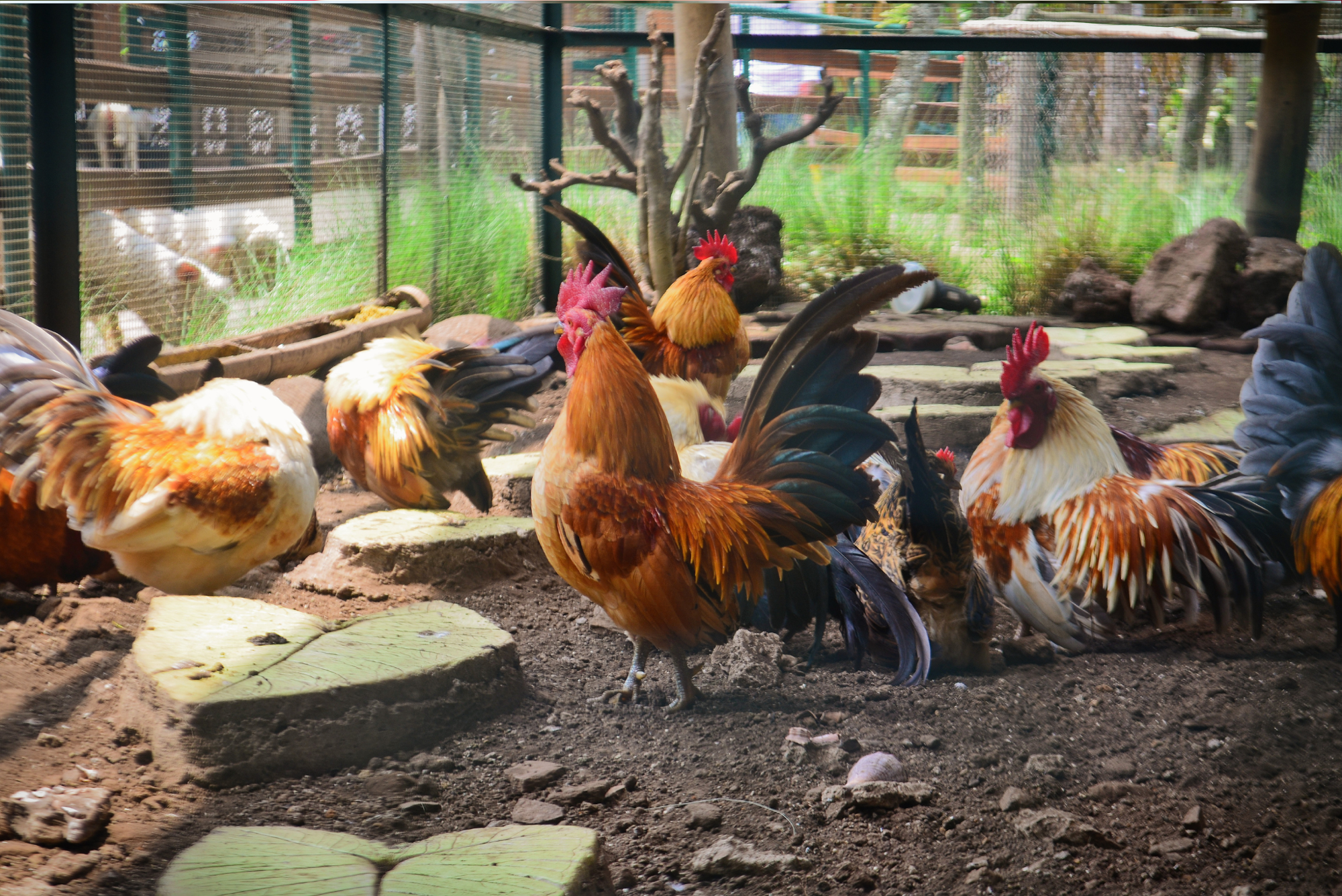 untitled design 9 1 My Homesteading Journey: Year One