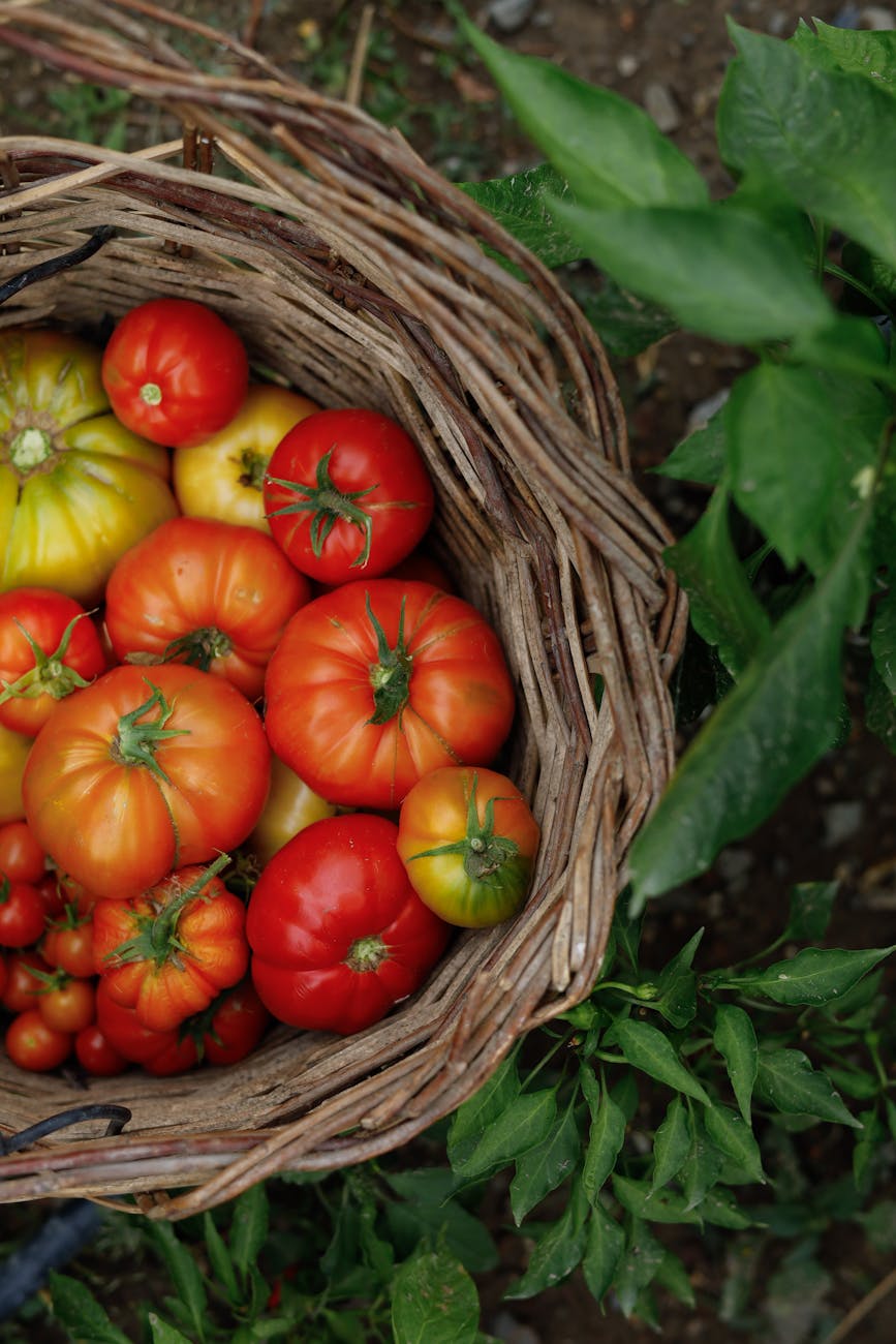 tomatoes in a basket how to avoid problems in the garden