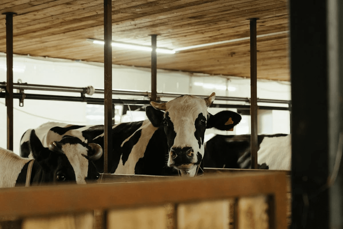 Boosting Dairy Farm Productivity With Climate Control Strategies 7 boosting dairy farm productivity with climate control strategies