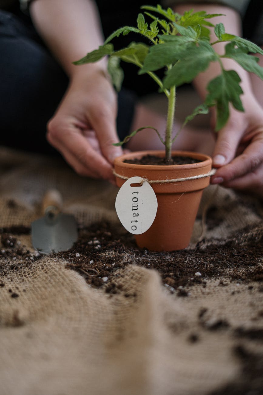Relaxing Hobbies to Add Zen to Your Life gardening planting pot