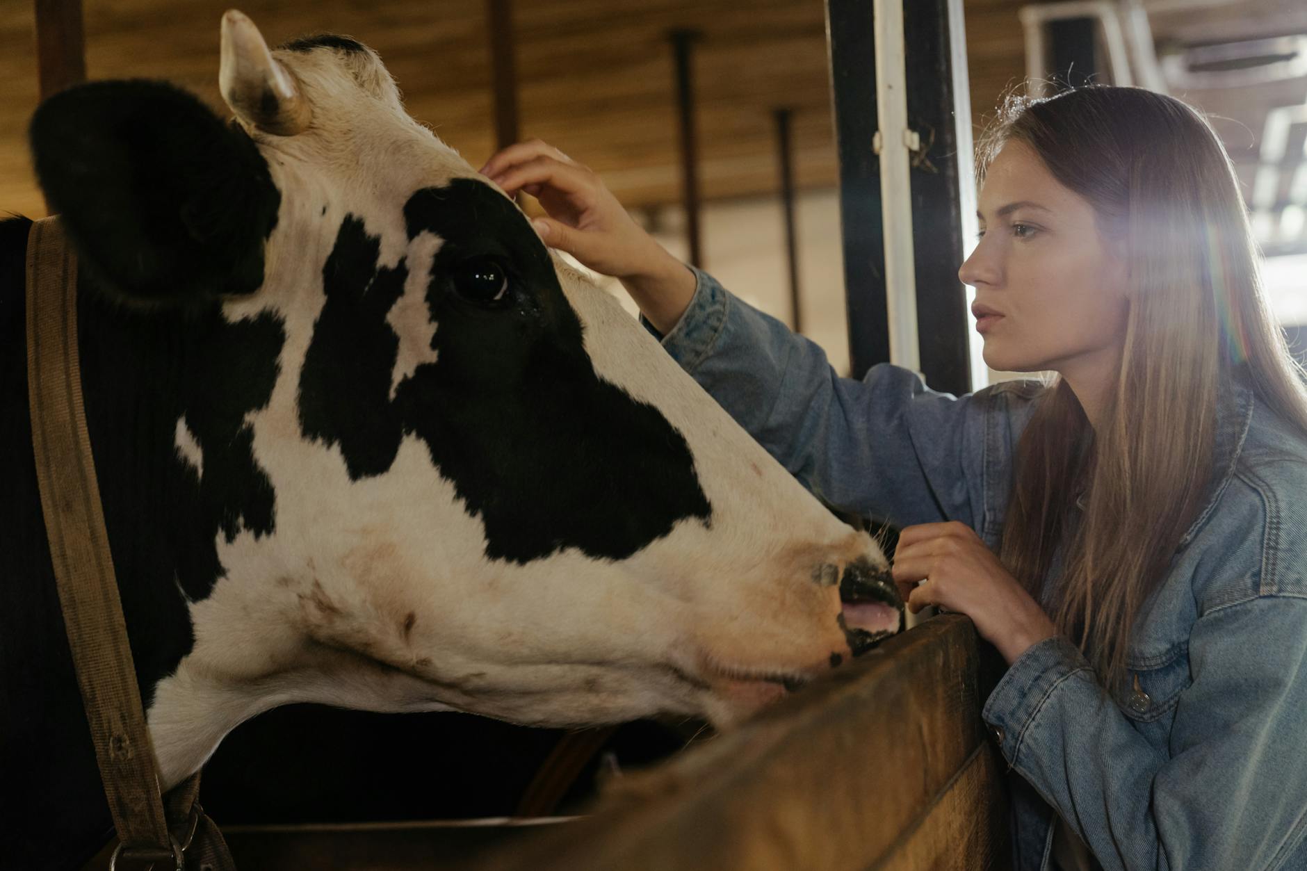 boy in blue jacket sitting beside white cow