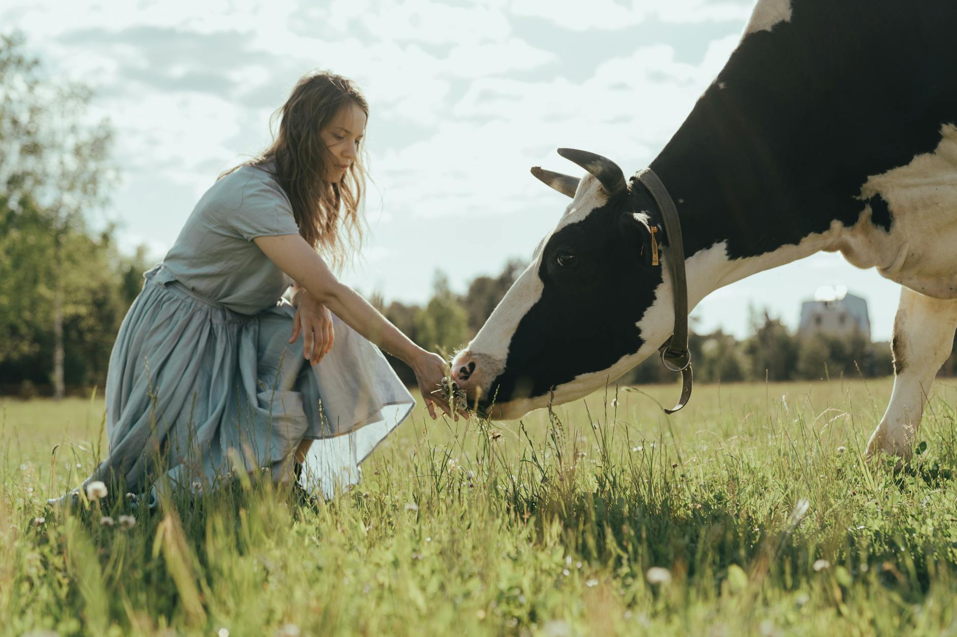 Boosting Dairy Farm Productivity With Climate Control Strategies 10 woman in white dress shirt and blue denim jeans standing beside black and white cow on on on on on