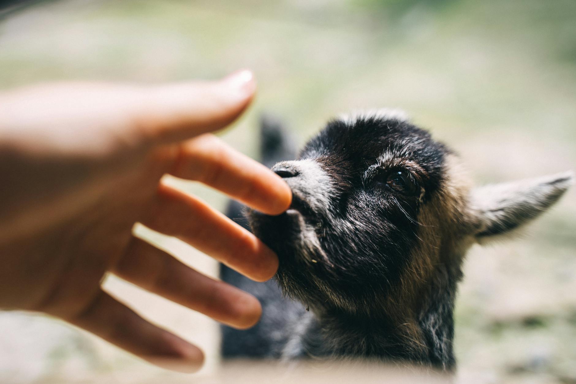 selective focus photo of a person hand petting a young black goat How to Keep Kids Safe on the Homestead