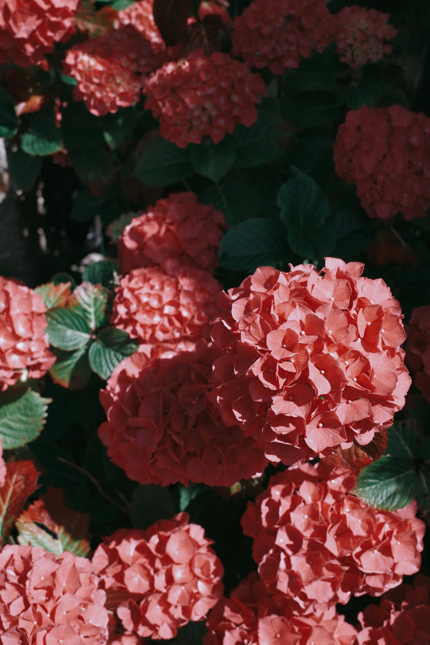 DIY Garden Fails to Avoid for a Stunning Summer Yard 18 red flowers on a shrub DIY Garden Fails to Avoid for a Stunning Summer Yard