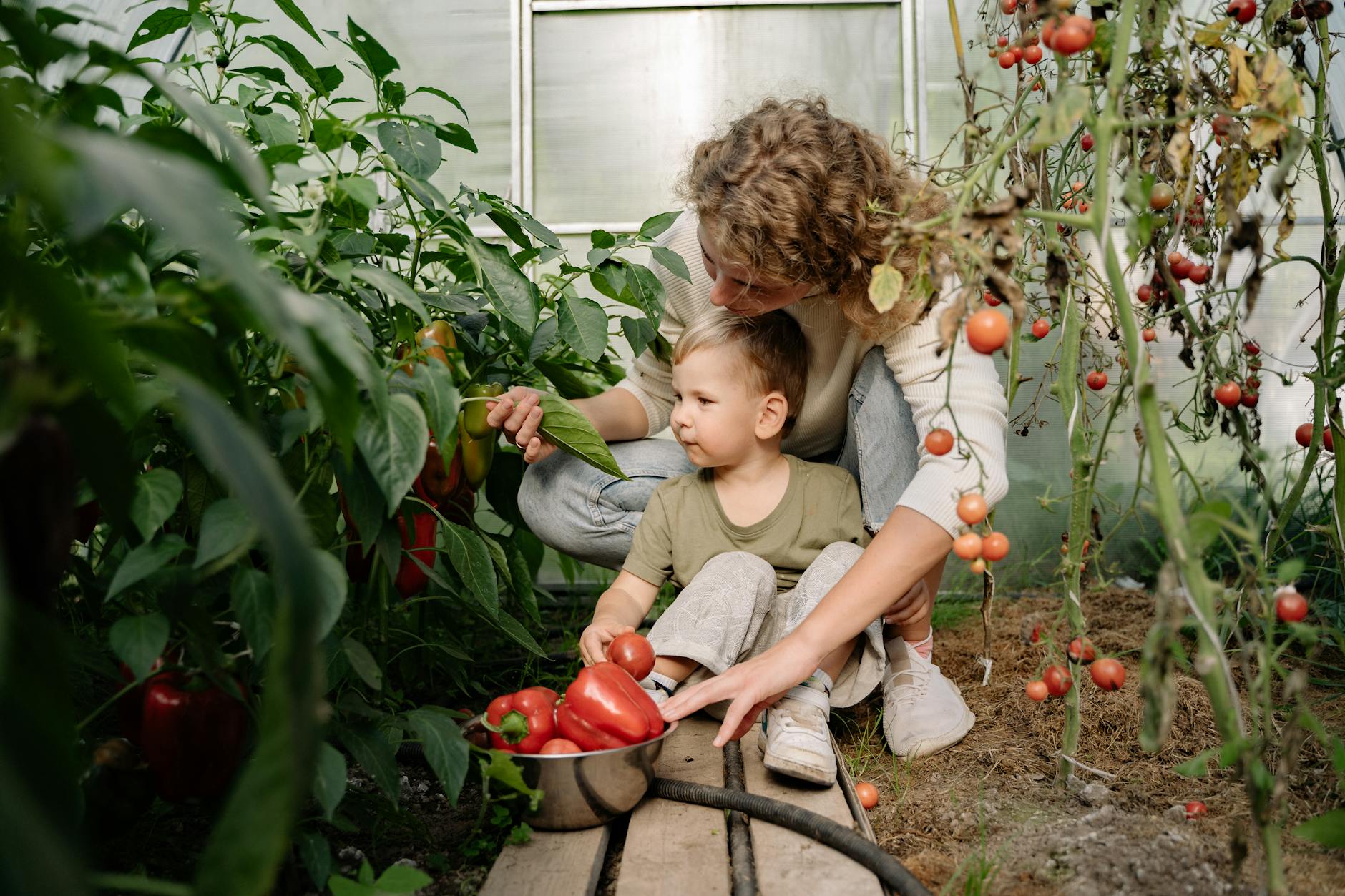 a woman harvesting red peppers and tomatoes at the garden How to Have an Eco-Friendly Home: Ideas to Save Money and Live Sustainably