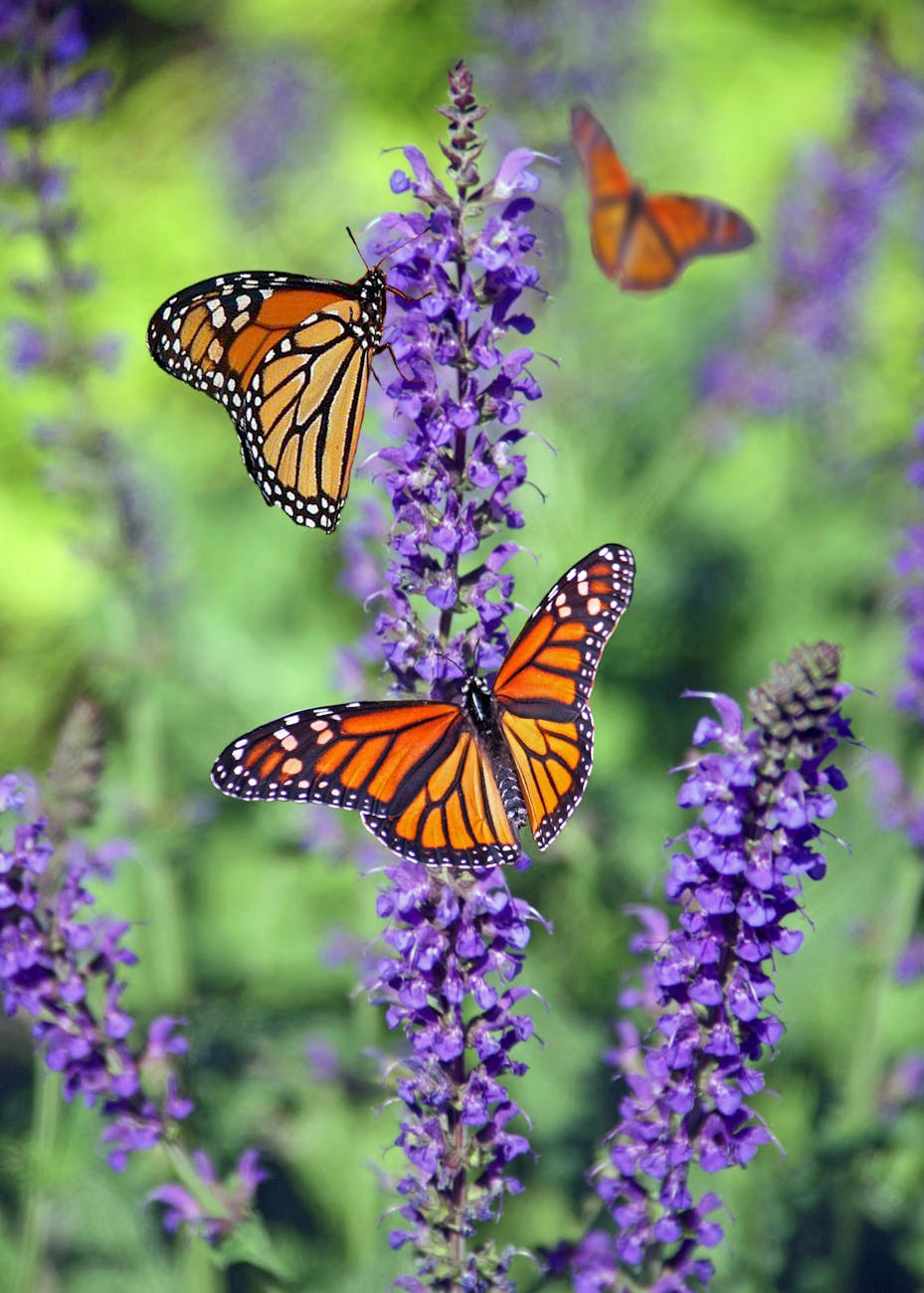 macro photography of butterflies perched on lavender flower How to Have an Eco-Friendly Home: Ideas to Save Money and Live Sustainably