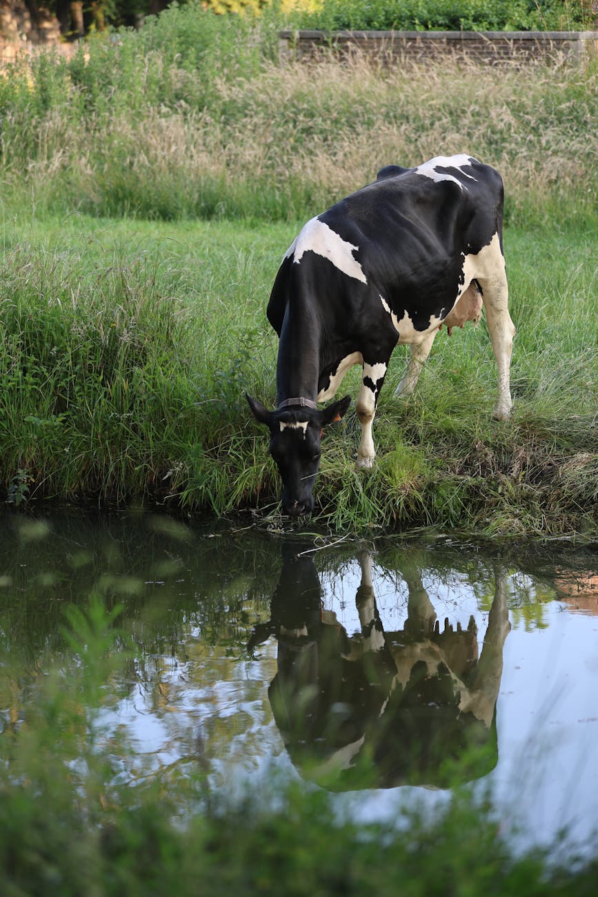 How To Find Your Dream Property For Starting A Homestead 9 holstein cow grazing by a tranquil stream How To Find Your Dream Property For Starting A Homestead
