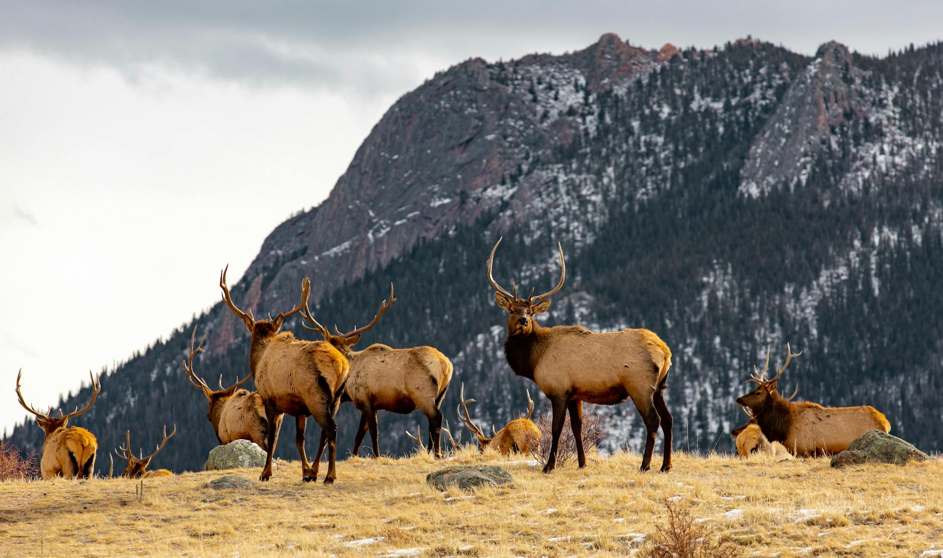 deer and mountain 5 Best Places to Buy Affordable Rural Land in the U.S. Reviewed 2025