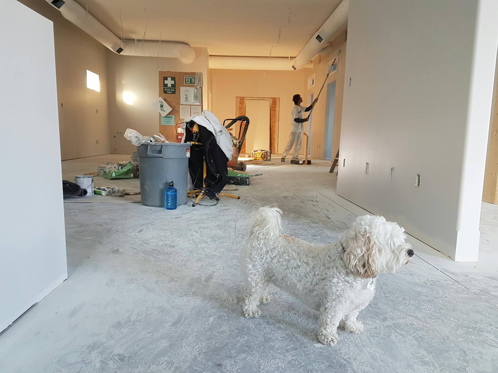 The Biggest Renovation Mistakes People Are Still Making in 2025 8 close up photography of white poodle The Biggest Renovation Mistakes People Are Still Making in 2025