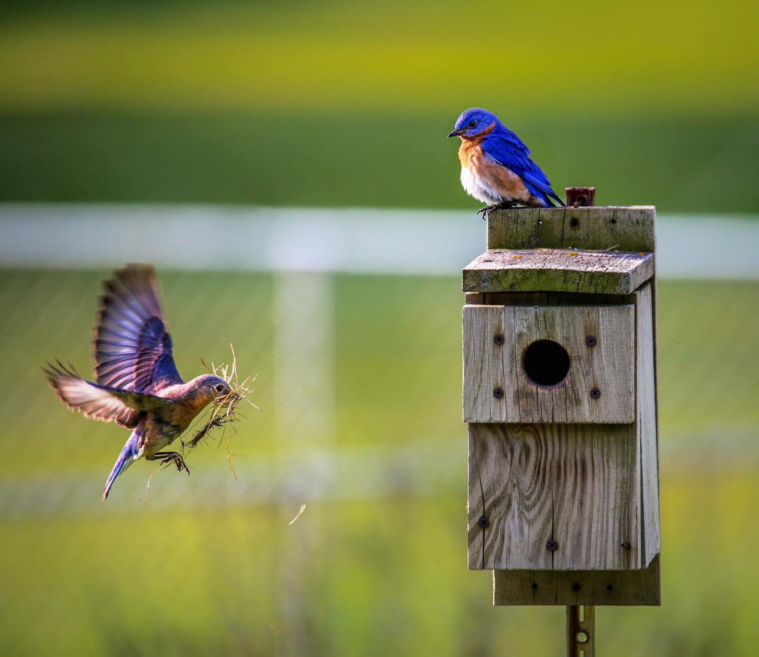 brown bird flying towards birdhouse How to Create a Wildlife Friendly Garden in Your Own Yard