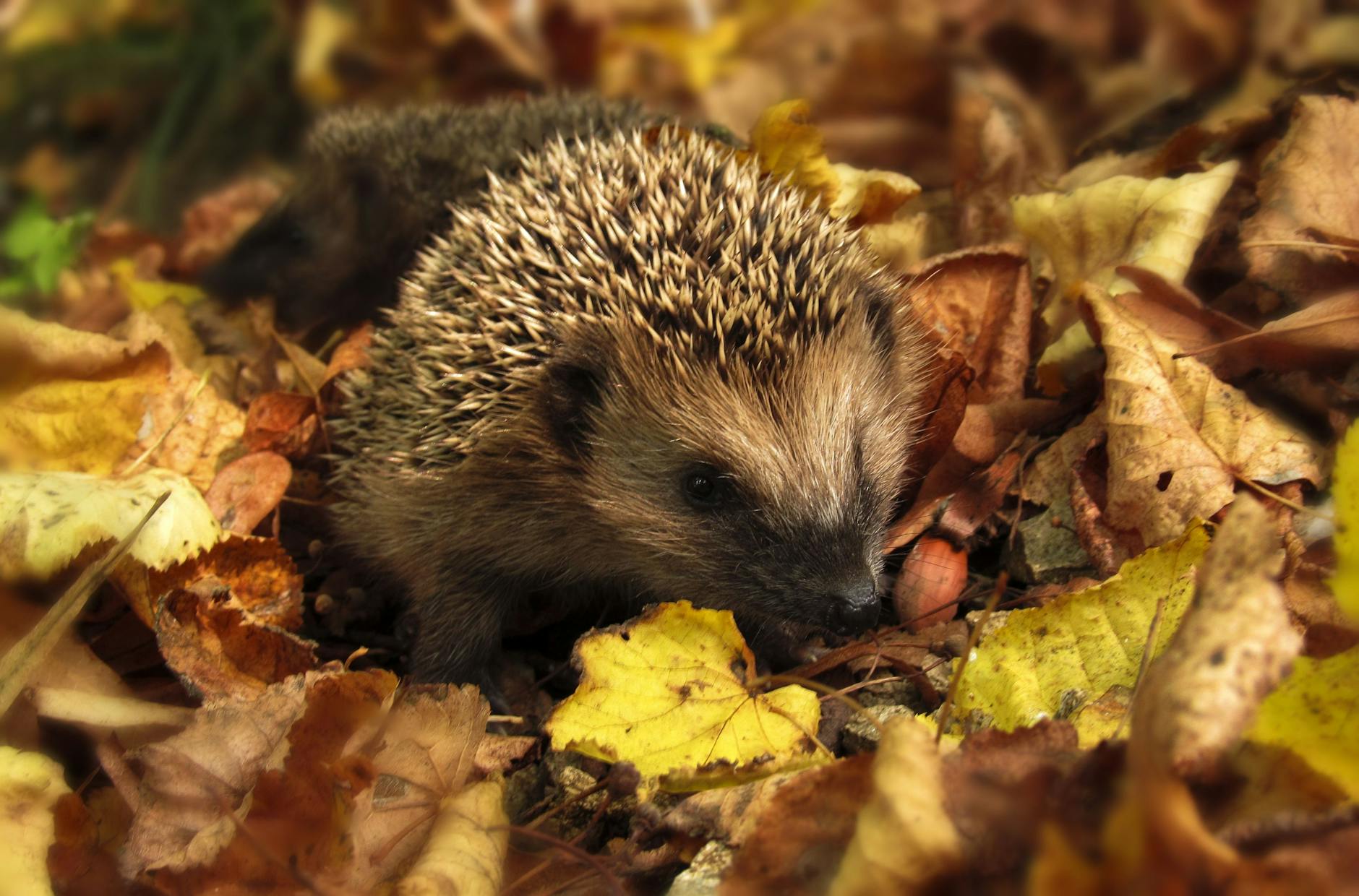 brown and black hedgehog standing on brown dry leaved How to Create a Wildlife Friendly Garden in Your Own Yard