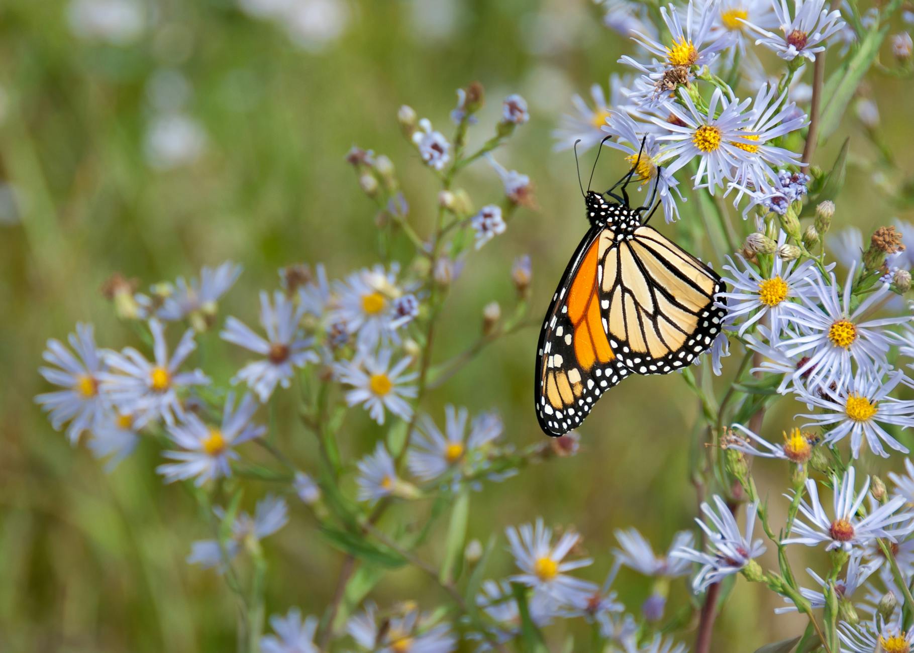 monarch butterfly perched on flower How to Create a Wildlife Friendly Garden in Your Own Yard