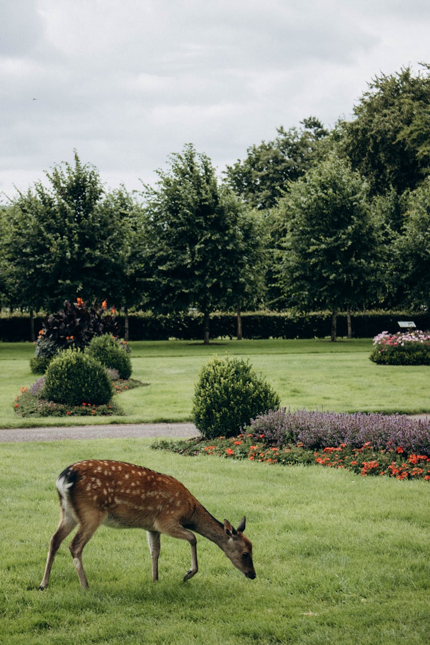 deer on grass in park How to Create a Wildlife Friendly Garden in Your Own Yard
