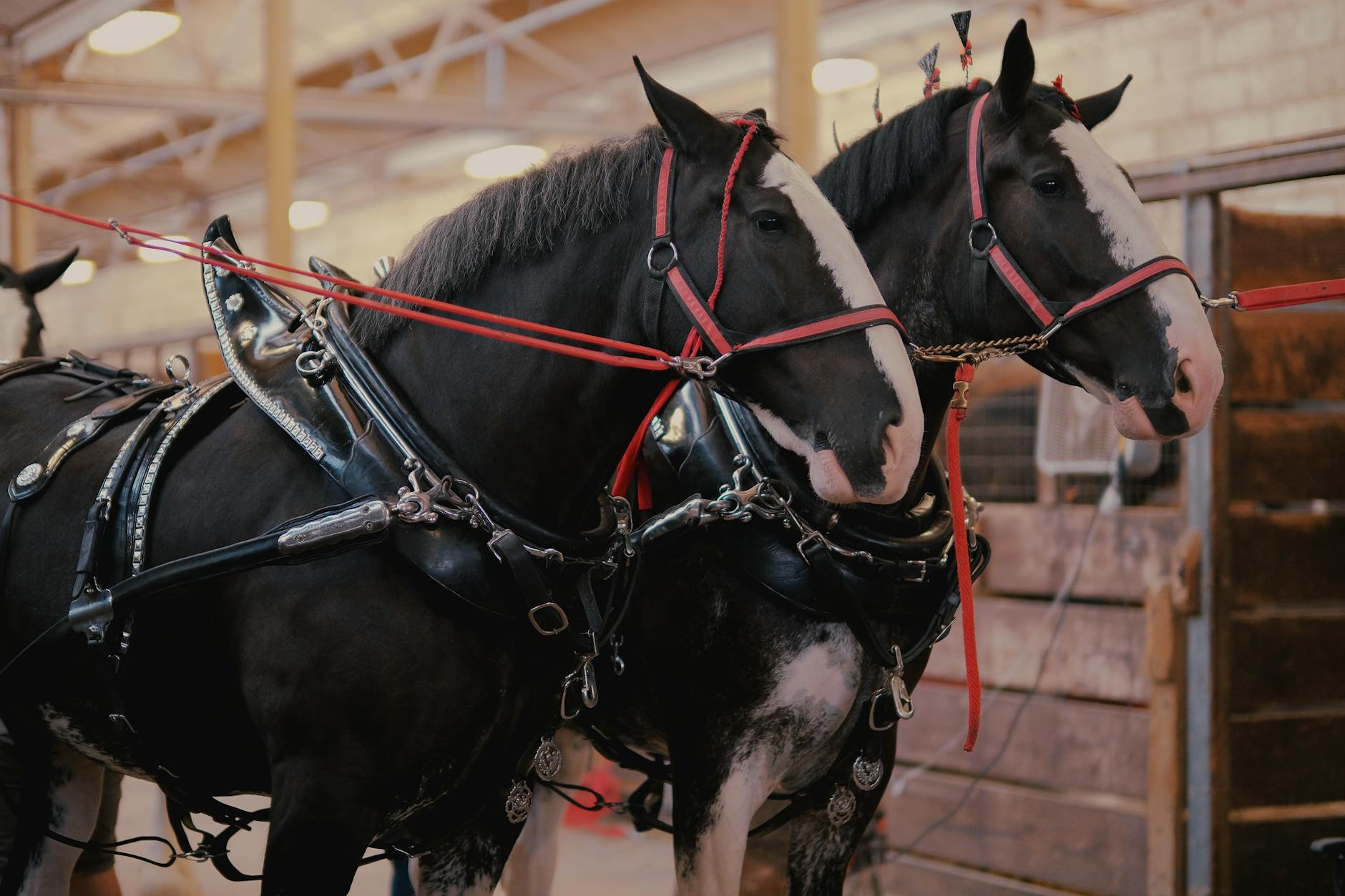 Owning a Horse: Breeds, Care, Supplies, Tack, and Equipment 11 two horses wearing a harness and bridles Owning a Horse: Breeds, Care, Supplies, Tack, and Equipment