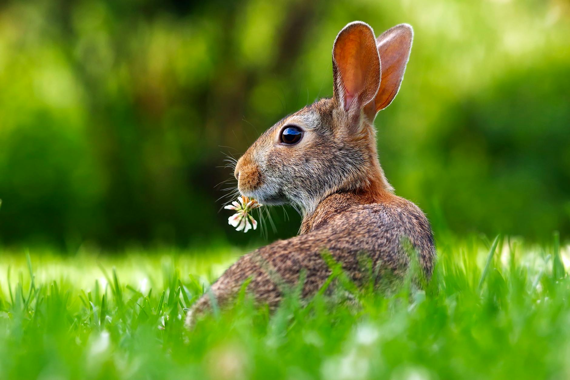 close up of an animal eating grass How to Create a Wildlife Friendly Garden in Your Own Yard