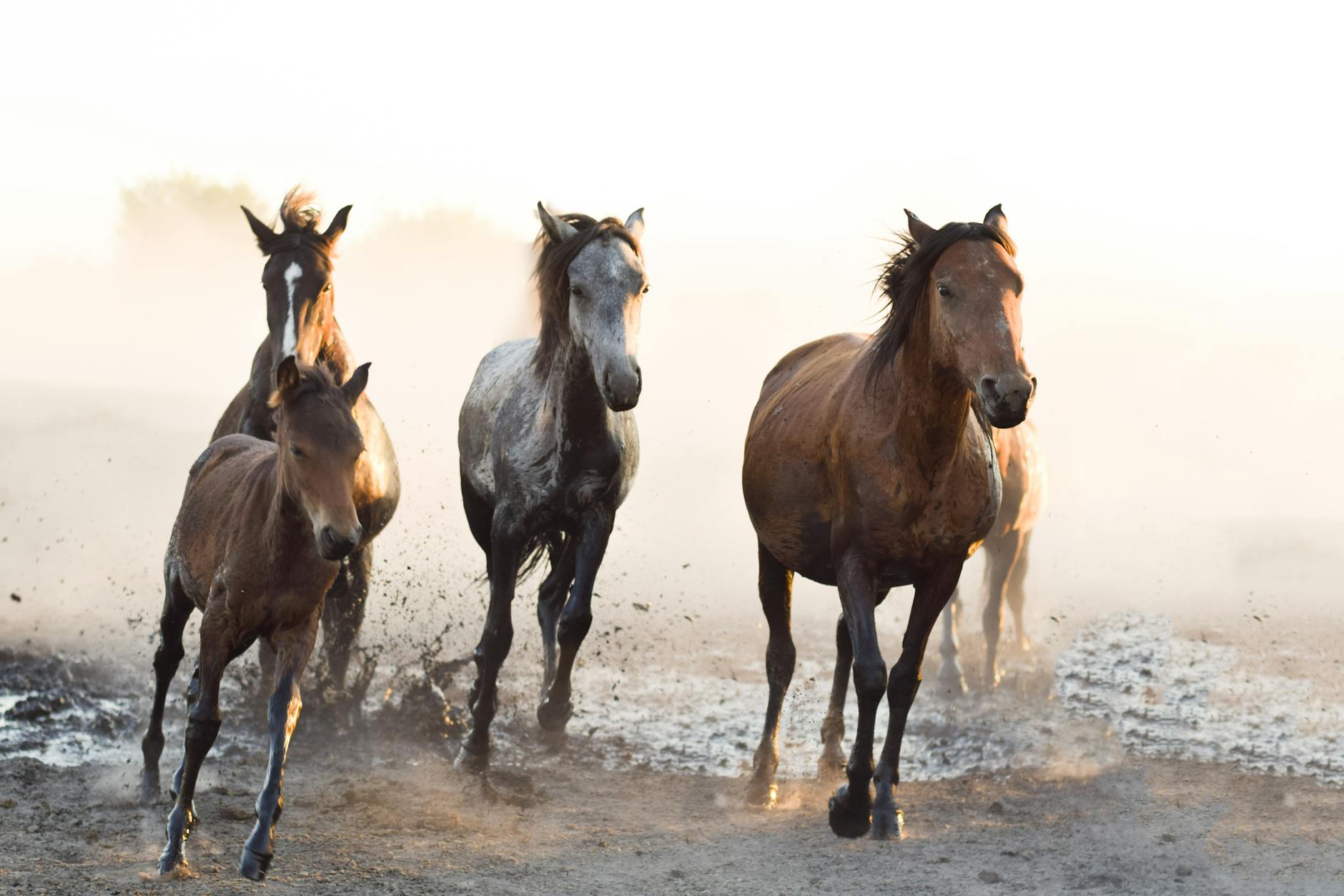 Owning a Horse: Breeds, Care, Supplies, Tack, and Equipment 12 free Owning a Horse: Breeds, Care, Supplies, Tack, and Equipment