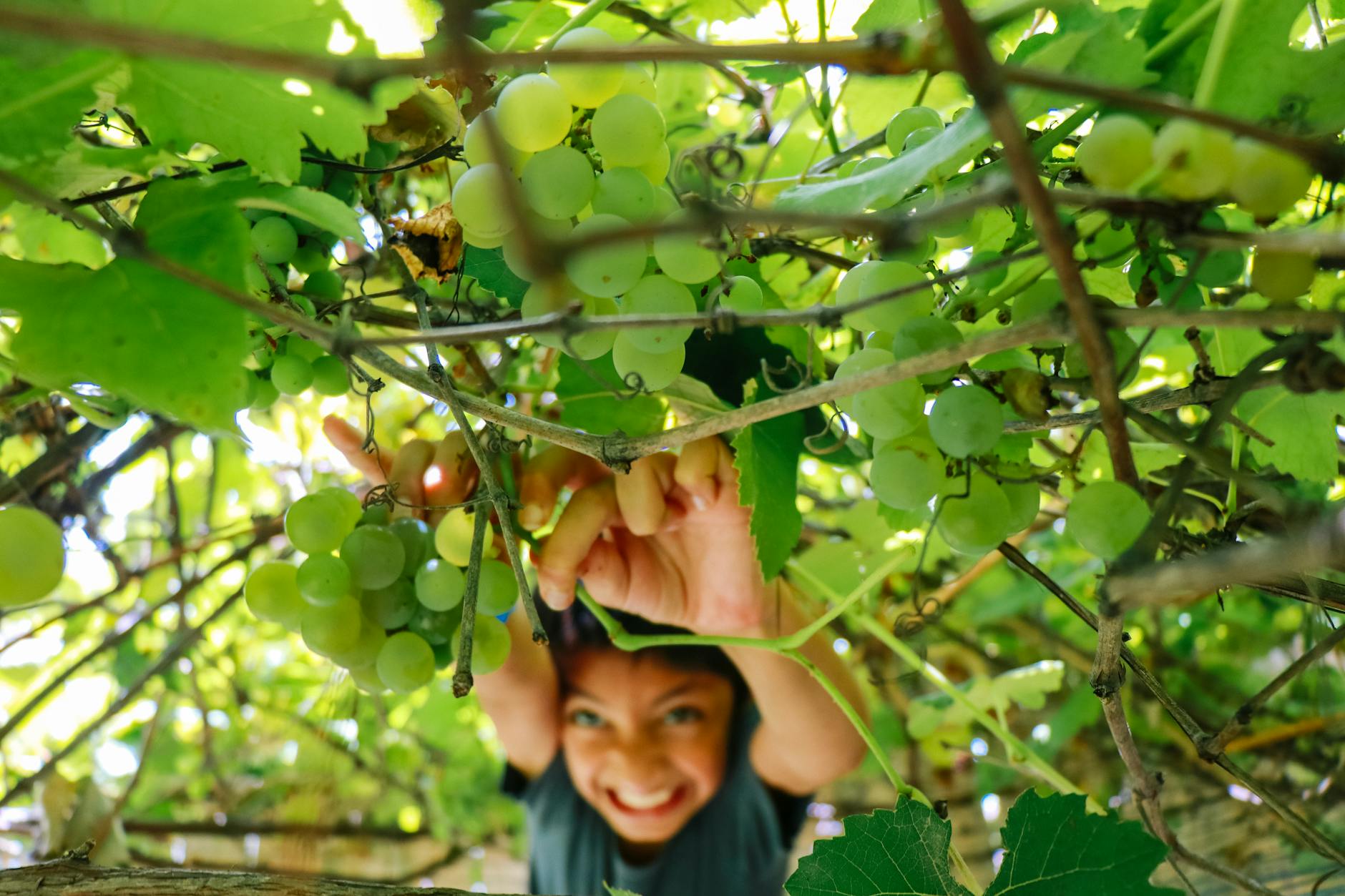 smiling toddler picking grapes