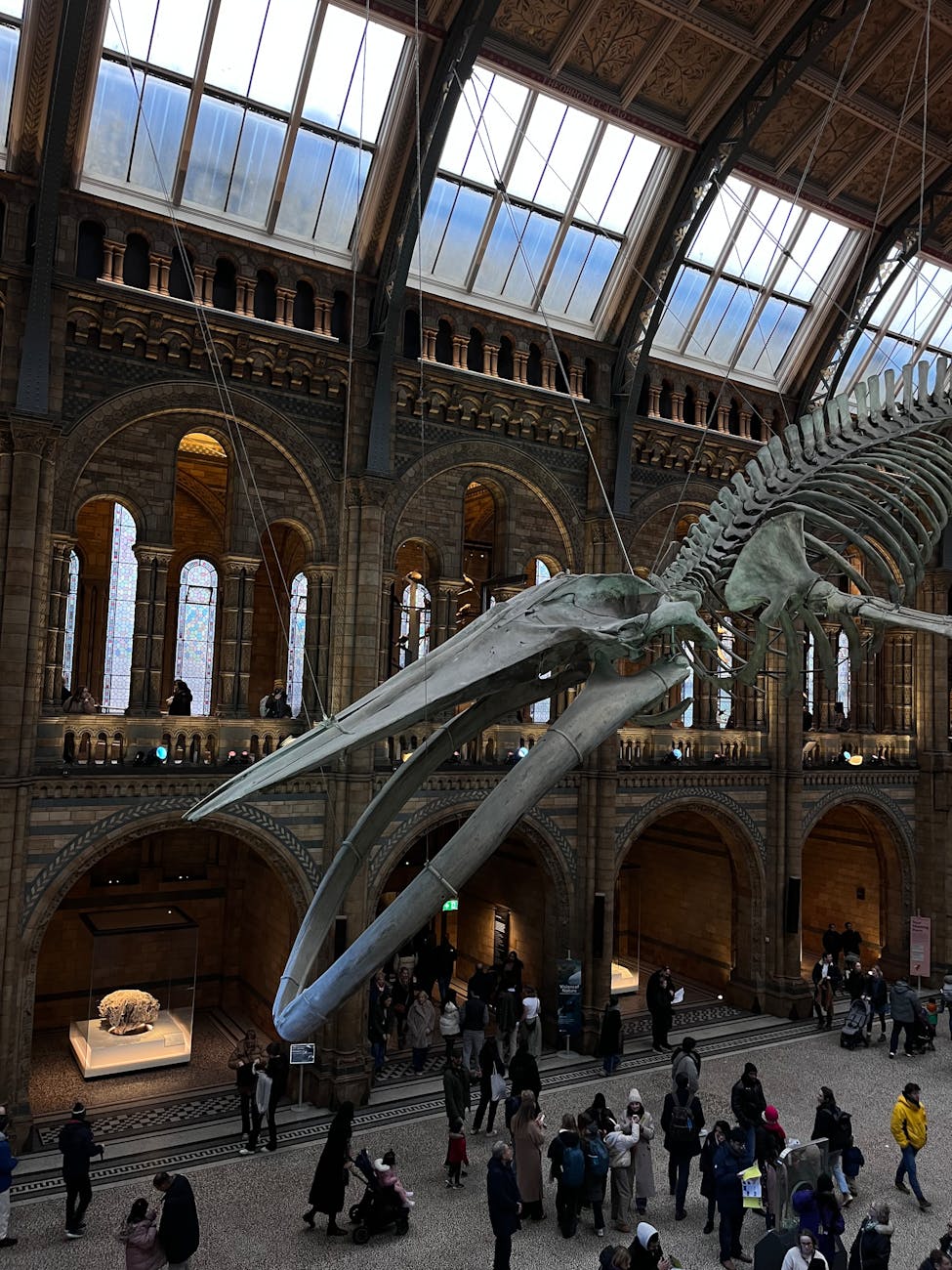 7 Fun Family Vacation Ideas Your Kids Will Love 12 whale skeleton in iconic museum hall 7 Fun Family Vacation Ideas Your Kids Will Love