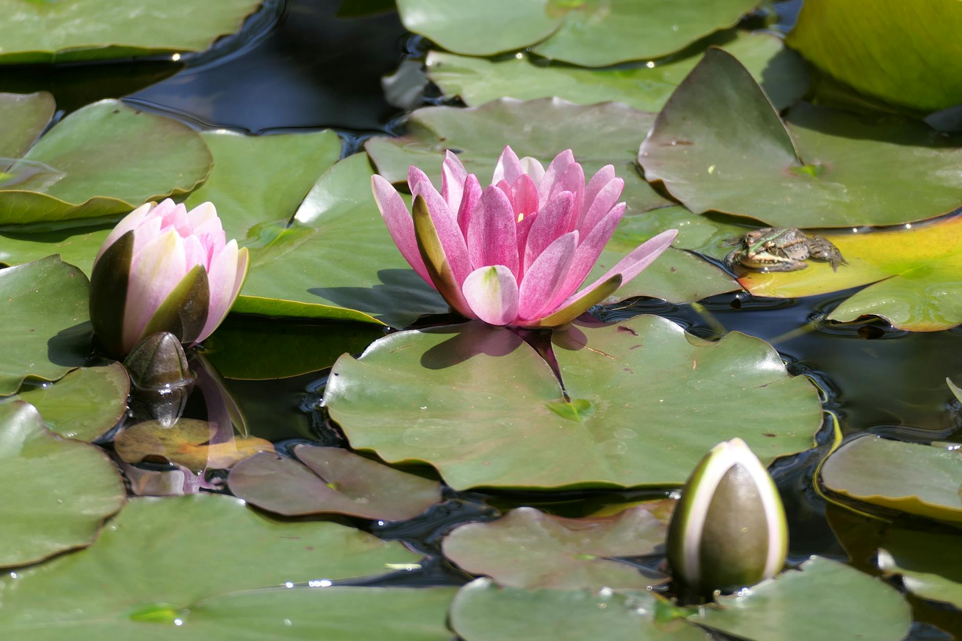 pink lotus flowers blooming on water How to Create a Wildlife Friendly Garden in Your Own Yard