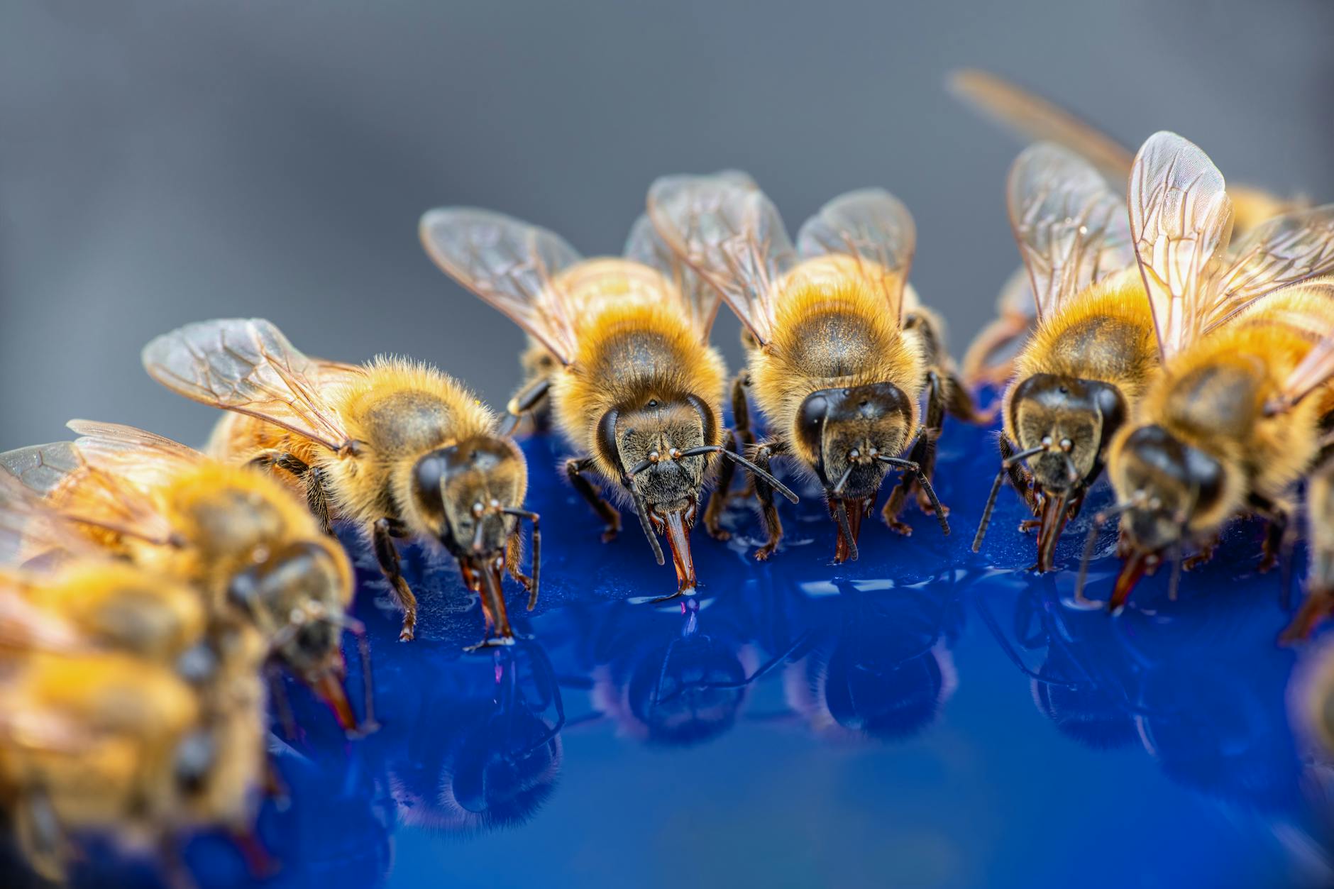 cute western honey bees drinking water How to Create a Wildlife Friendly Garden in Your Own Yard